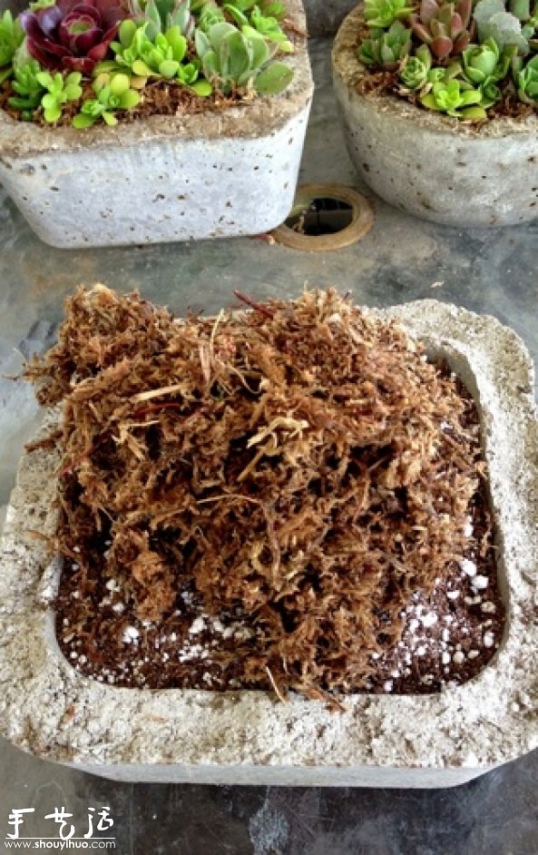 DIY多種多肉植物混搭的盆栽 -  rpnrmr.com