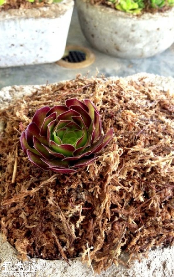 DIY多種多肉植物混搭的盆栽 -  rpnrmr.com