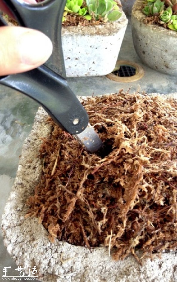 DIY多種多肉植物混搭的盆栽 -  rpnrmr.com