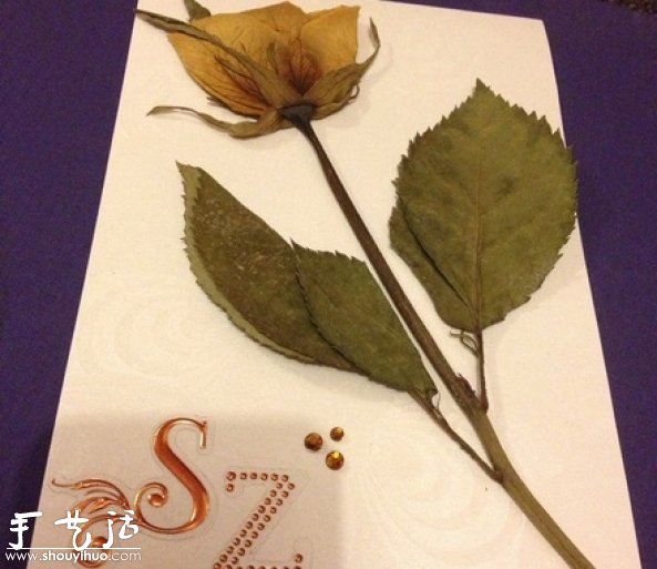 DIY干花裱框標(biāo)本，干花裱框標(biāo)本制作方法 -  rpnrmr.com