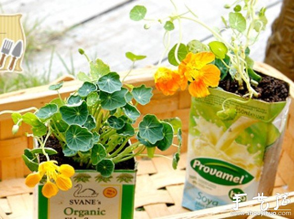 如何移栽花草 花草移植的方法 -  rpnrmr.com
