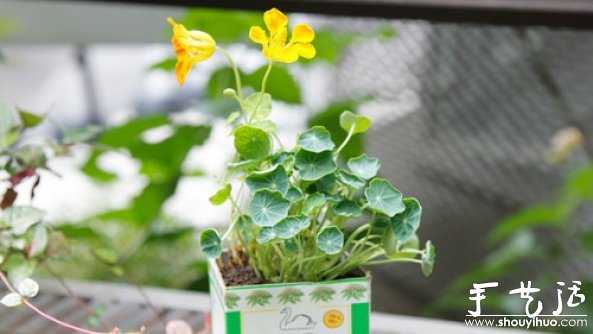 如何移栽花草 花草移植的方法 -  rpnrmr.com