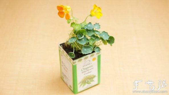 如何移栽花草 花草移植的方法 -  rpnrmr.com