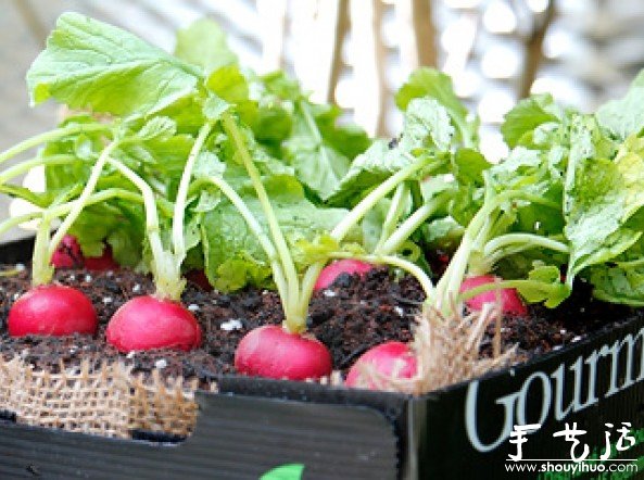 家庭迷你菜園的DIY教程 -  rpnrmr.com
