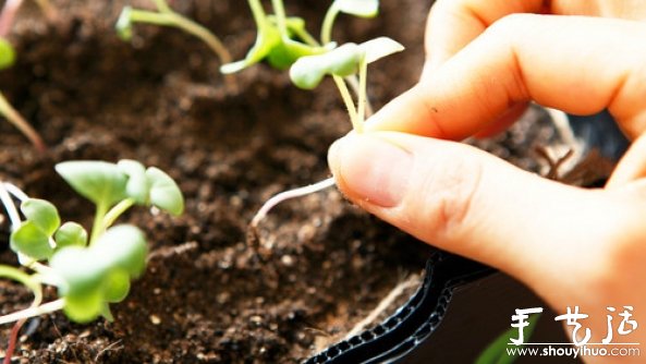 家庭迷你菜園的DIY教程 -  rpnrmr.com
