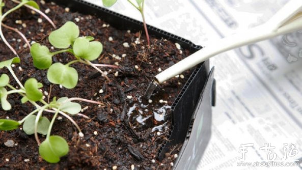 家庭迷你菜園的DIY教程 -  rpnrmr.com