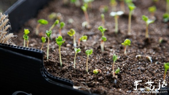 家庭迷你菜園的DIY教程 -  rpnrmr.com