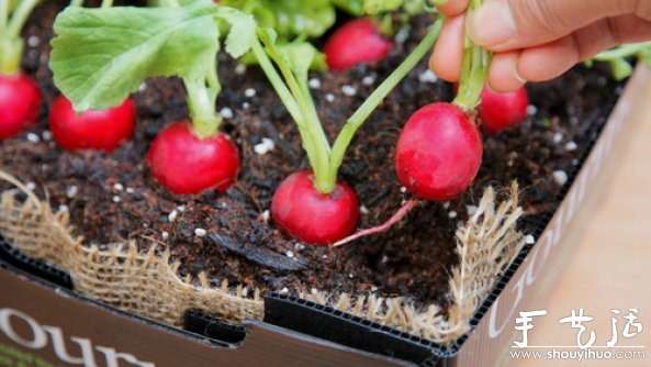 家庭迷你菜園的DIY教程 -  rpnrmr.com