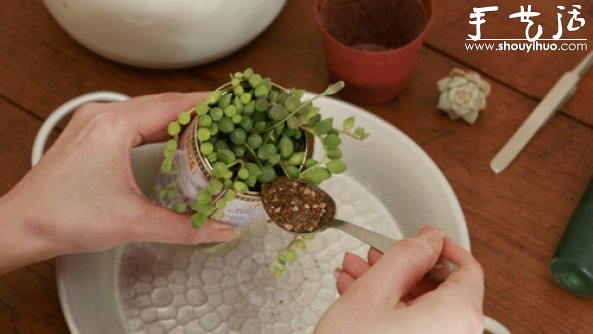 多肉植物移植到鐵罐里，DIY清新盆栽的教程 -  rpnrmr.com
