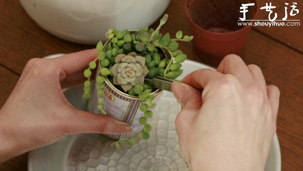 多肉植物移植到鐵罐里，DIY清新盆栽的教程 -  rpnrmr.com
