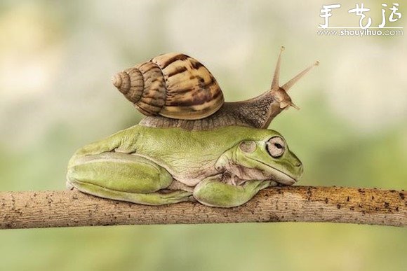 創(chuàng)意攝影，拍出有趣的青蛙 -  rpnrmr.com