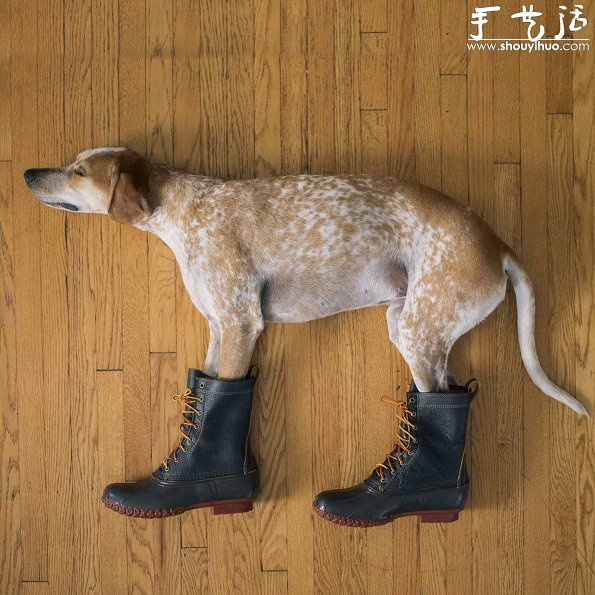 動物攝影：狗狗的有趣絕活兒 -  rpnrmr.com