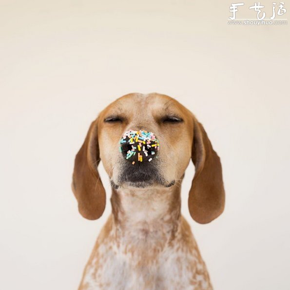 動物攝影：狗狗的有趣絕活兒 -  rpnrmr.com