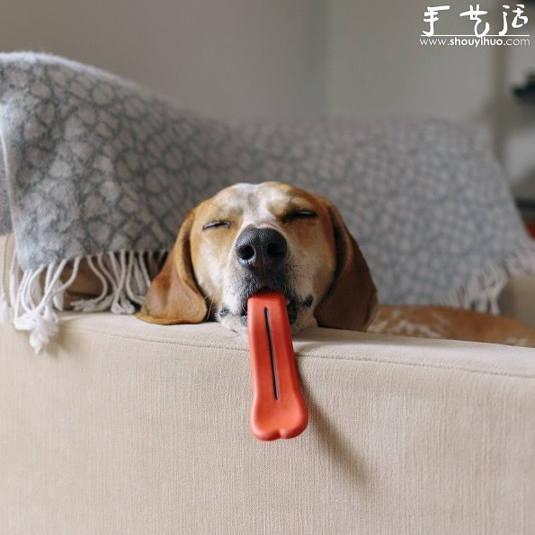 動物攝影：狗狗的有趣絕活兒 -  rpnrmr.com