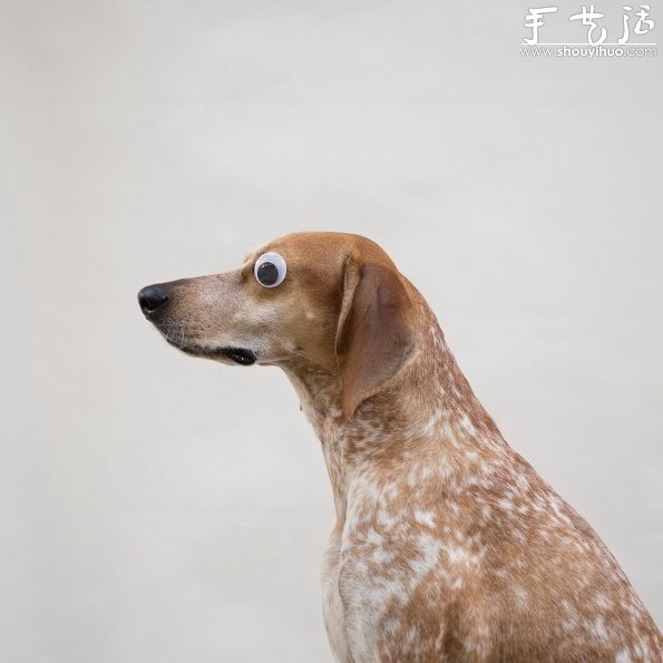 動物攝影：狗狗的有趣絕活兒 -  rpnrmr.com