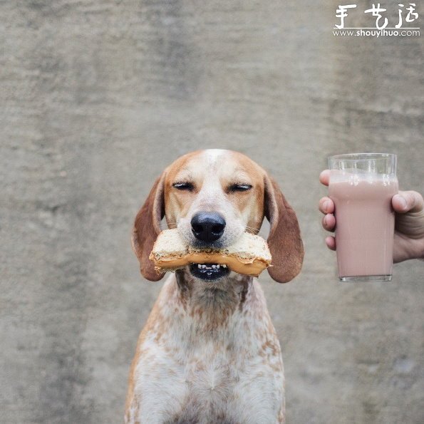 動物攝影：狗狗的有趣絕活兒 -  rpnrmr.com