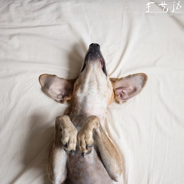 動物攝影：狗狗的有趣絕活兒 -  rpnrmr.com