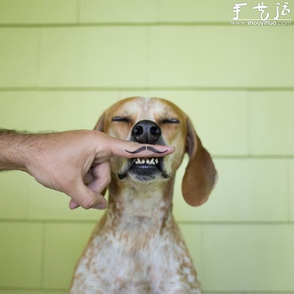 動物攝影：狗狗的有趣絕活兒 -  rpnrmr.com