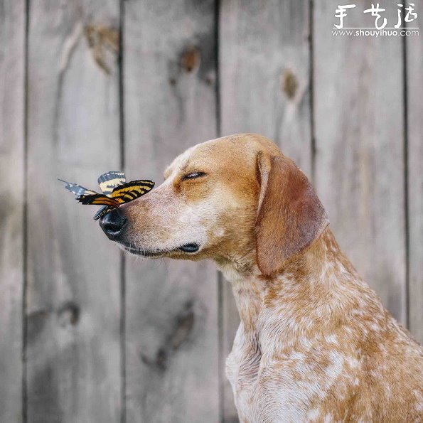 動物攝影：狗狗的有趣絕活兒 -  rpnrmr.com