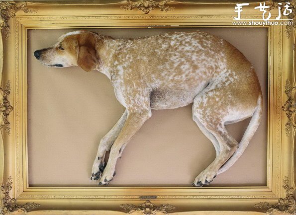 動物攝影：狗狗的有趣絕活兒 -  rpnrmr.com