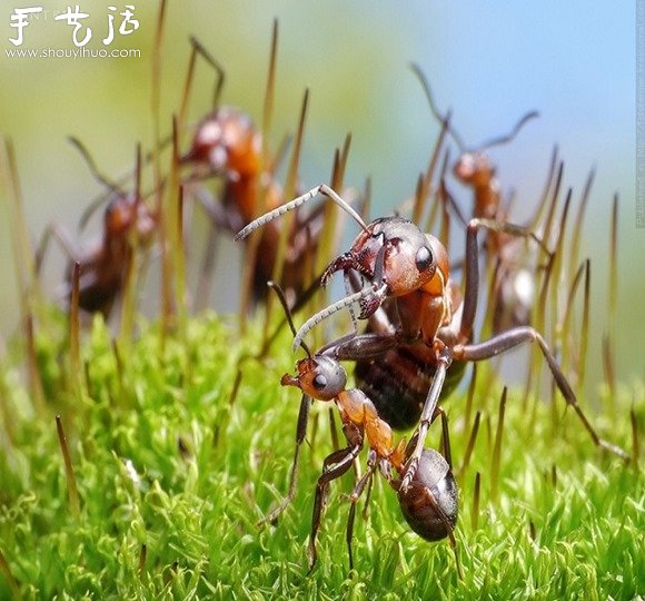 微距攝影：螞蟻的神奇世界 -  rpnrmr.com