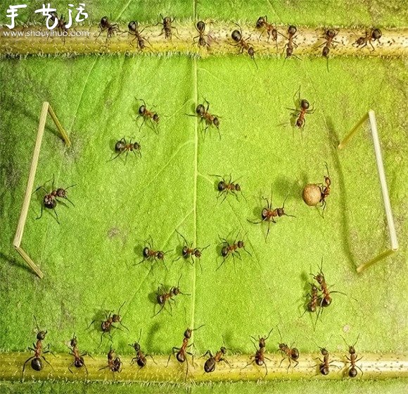 微距攝影：螞蟻的神奇世界 -  rpnrmr.com