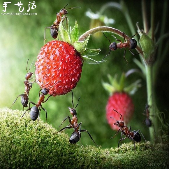 微距攝影：螞蟻的神奇世界 -  rpnrmr.com