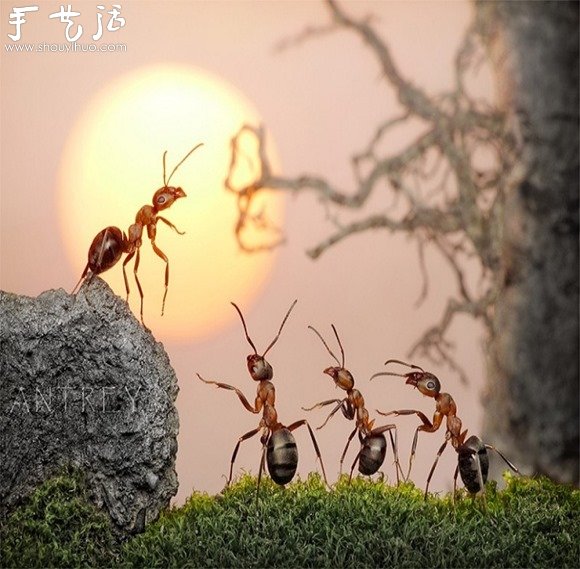 微距攝影：螞蟻的神奇世界 -  rpnrmr.com