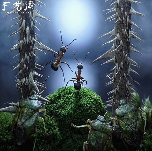 微距攝影：螞蟻的神奇世界 -  rpnrmr.com