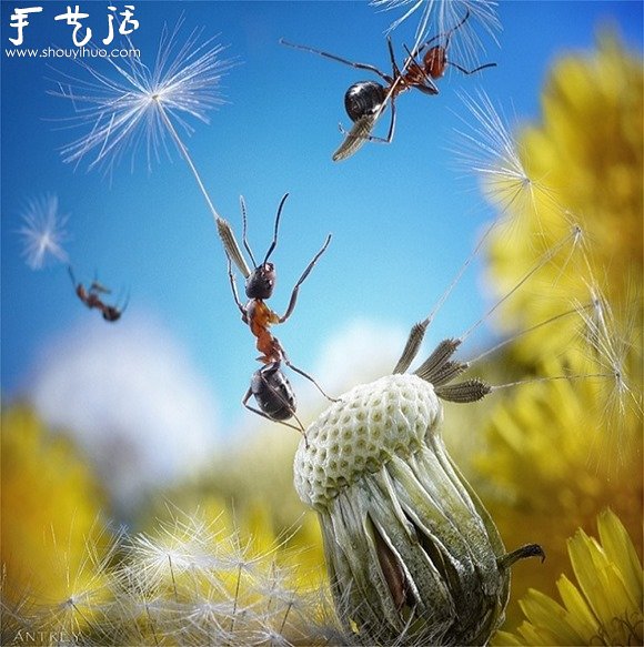 微距攝影：螞蟻的神奇世界 -  rpnrmr.com