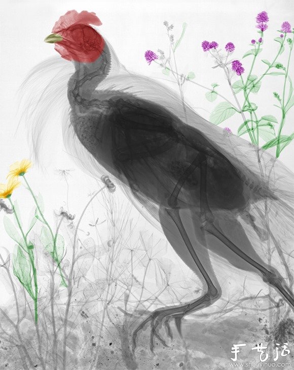 猶如水墨畫的創(chuàng)意攝影作品 -  rpnrmr.com