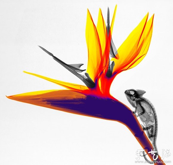 猶如水墨畫的創(chuàng)意攝影作品 -  rpnrmr.com