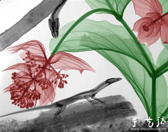 猶如水墨畫的創(chuàng)意攝影作品 -  rpnrmr.com