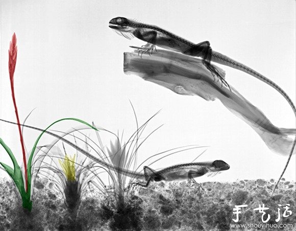 猶如水墨畫的創(chuàng)意攝影作品 -  rpnrmr.com