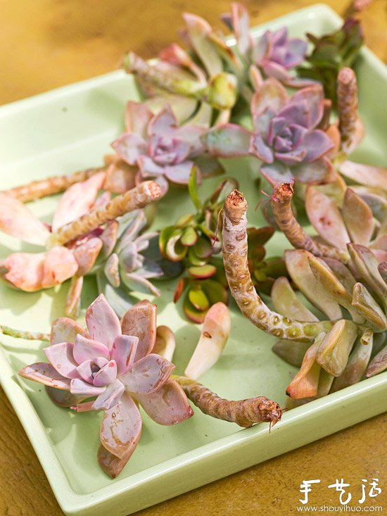 DIY漂亮多肉植物花環(huán) 裝飾溫馨家居生活 -  rpnrmr.com
