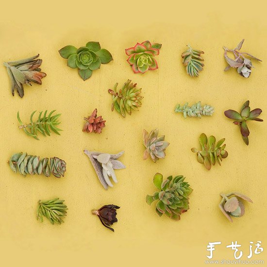 DIY漂亮多肉植物花環(huán) 裝飾溫馨家居生活 -  rpnrmr.com