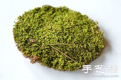 DIY玻璃杯中的微型世界 -  rpnrmr.com