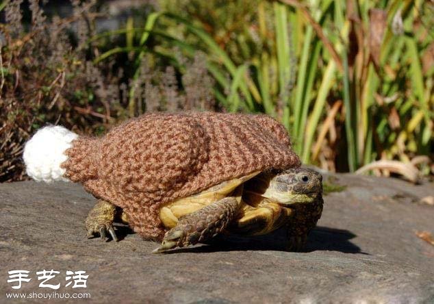 創(chuàng)意針織：假如給烏龜穿上衣服！ -  rpnrmr.com