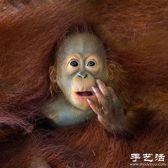 2014年Sony World攝影大賽之趣味狂野動物世界 -  rpnrmr.com