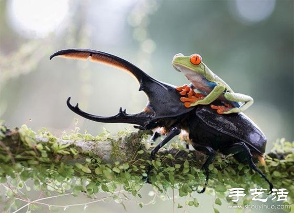 2014年Sony World攝影大賽之趣味狂野動物世界 -  rpnrmr.com