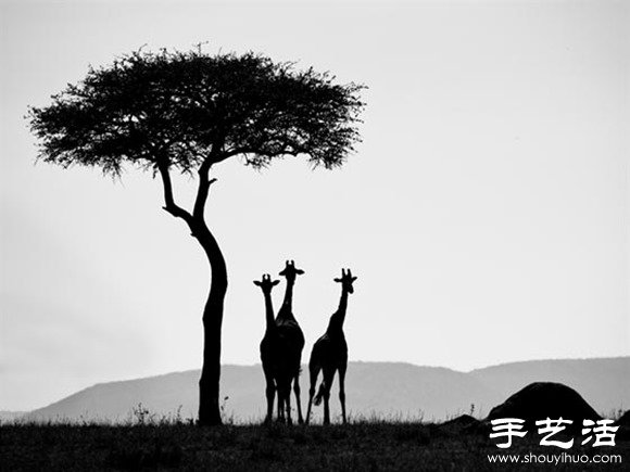 2014年Sony World攝影大賽之趣味狂野動物世界 -  rpnrmr.com