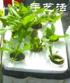 超詳細(xì)水培種菜教程 家里也可以方便種菜啦！ -  rpnrmr.com