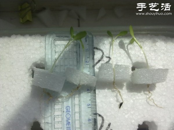 超詳細(xì)水培種菜教程 家里也可以方便種菜啦！ -  rpnrmr.com