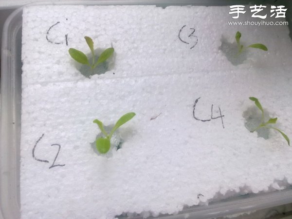 超詳細(xì)水培種菜教程 家里也可以方便種菜啦！ -  rpnrmr.com