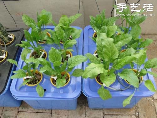 超詳細(xì)水培種菜教程 家里也可以方便種菜啦！ -  rpnrmr.com