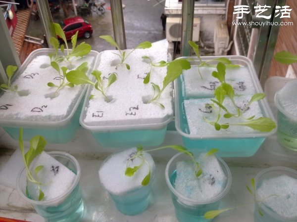 超詳細(xì)水培種菜教程 家里也可以方便種菜啦！ -  rpnrmr.com