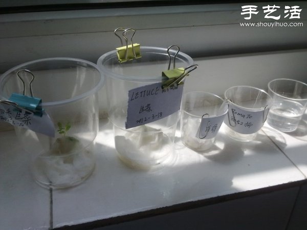 超詳細(xì)水培種菜教程 家里也可以方便種菜啦！ -  rpnrmr.com