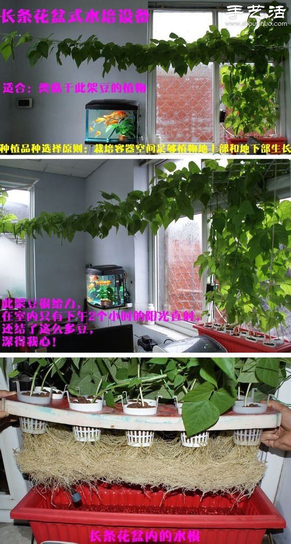 超詳細(xì)水培種菜教程 家里也可以方便種菜啦！ -  rpnrmr.com