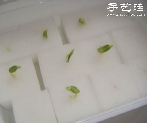 超詳細(xì)水培種菜教程 家里也可以方便種菜啦！ -  rpnrmr.com