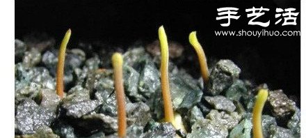 柚子核/桂圓核廢物利用 手工自制可愛小盆栽 -  rpnrmr.com